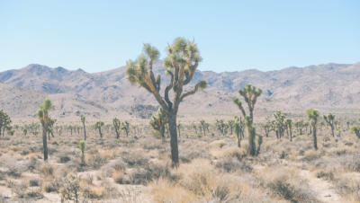 Landscape image of a desert with palm trees and mountains in the background